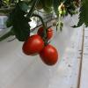 Выращивание томатов в теплицах